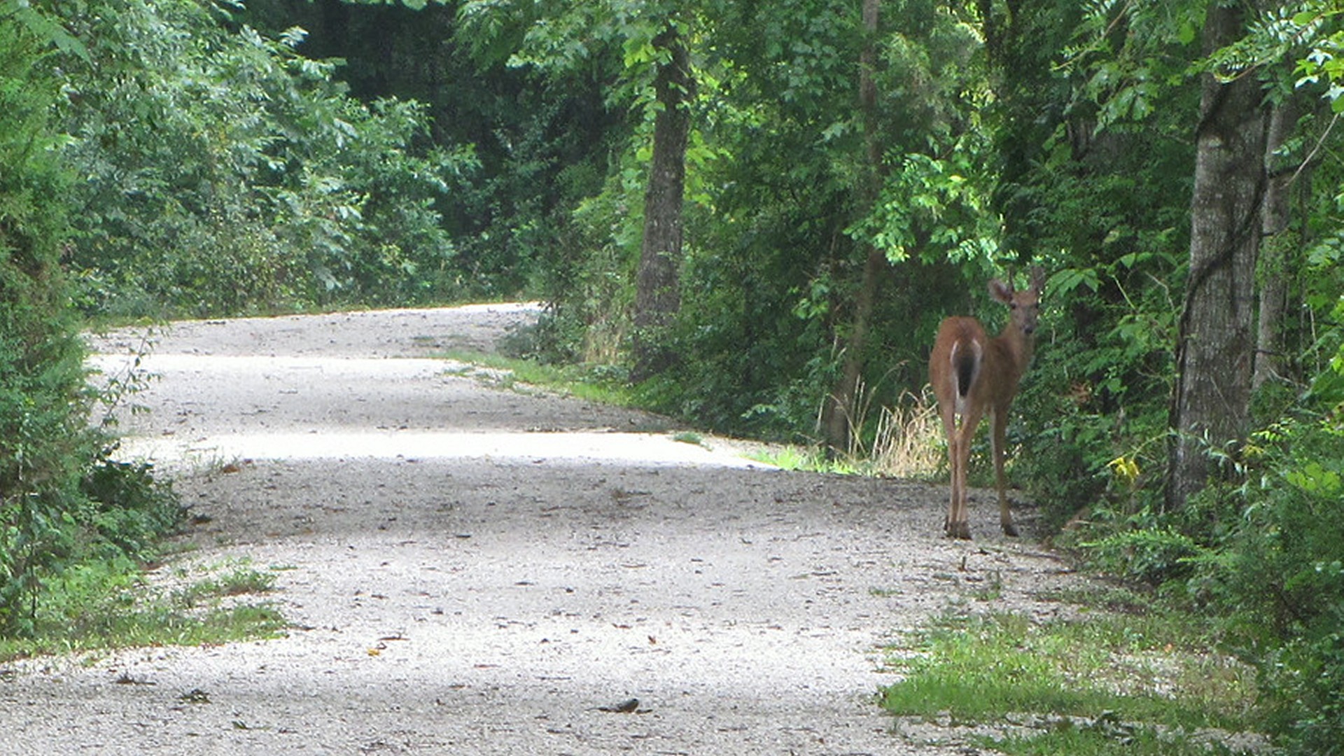 Sarah Terry Trail